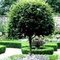 Topiary Topiary