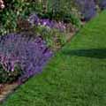 Herbaceous Border. Photo © Andrew Lawson. Herbaceous Border. Photo © Andrew Lawson.