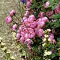 Paeonies. Photo © Andrew Lawson. Paeonies. Photo © Andrew Lawson.