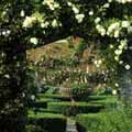Climbing Roses. Photo © Andrew Lawson. Climbing Roses. Photo © Andrew Lawson.