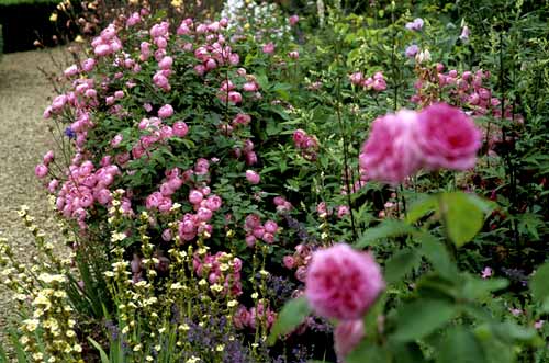 Broughton Castle gardens
