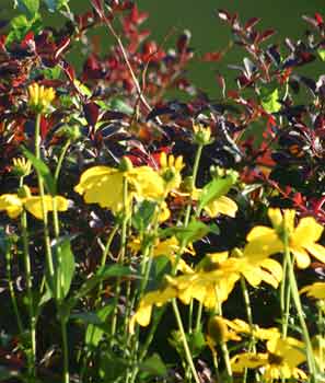 Broughton Castle gardens