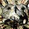 Click here to play Gargoyle Soup Puzzle 2